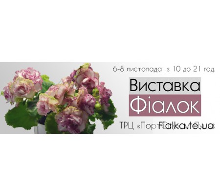 Выставка фиалок в Луцке 6-8 ноября Выставка фиалок в Луцке 6-8 ноября